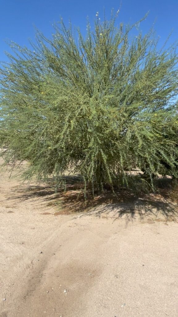 Pale Verde - Sonoran