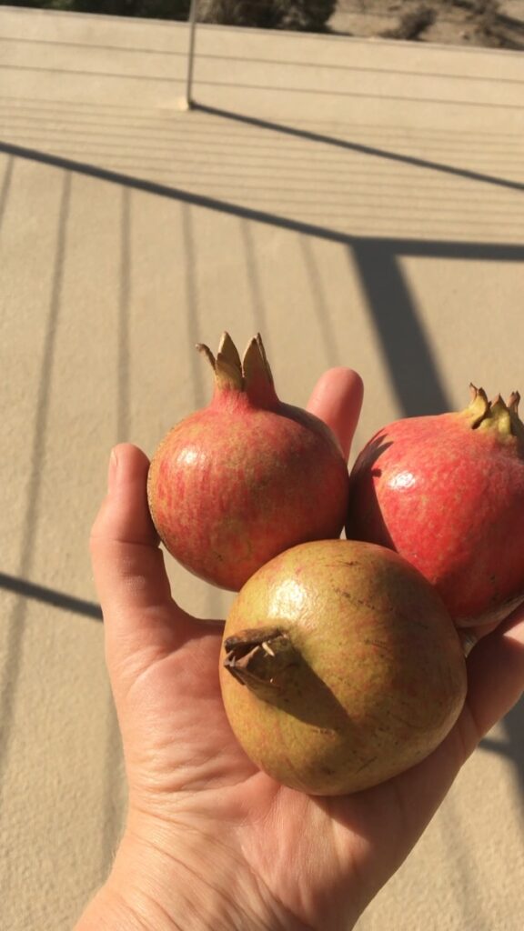 Pomengranates from our trees!