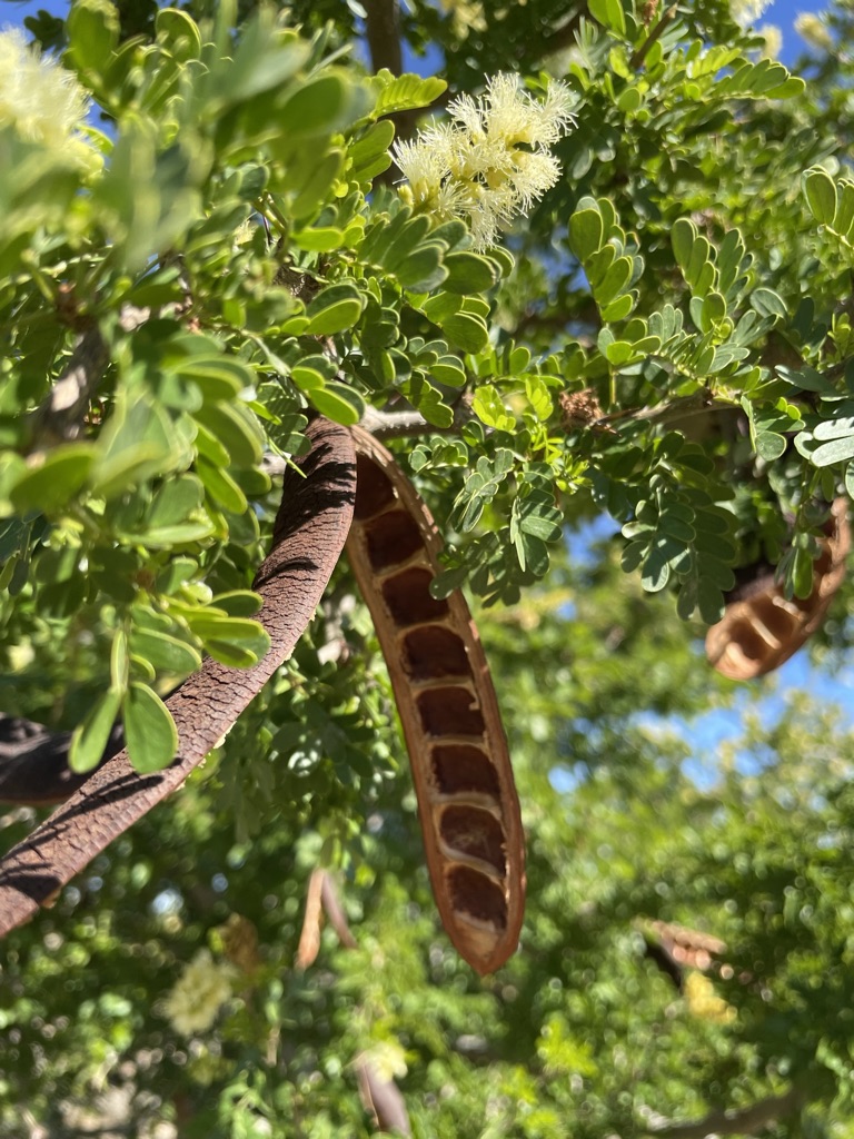 Texas Ebony Acacia