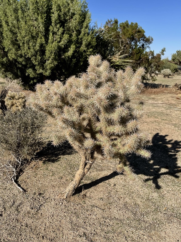 Silver Cholla